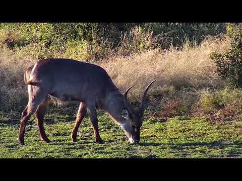 Djuma: Waterbuck bull - 16:38 - 07/01/20