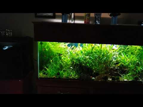Fluval 3.0 planted Tank Light| Is this light worth the money