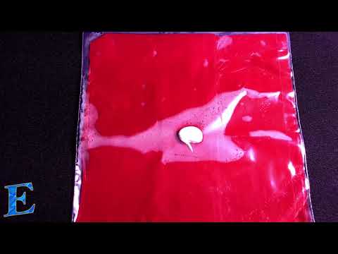 Time-Lapse Series: White Bean Rooting