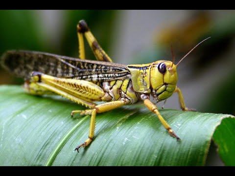 පළඟැටි වසංගතය - Locusts Outbreak 2020