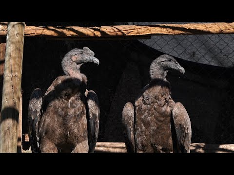 Releasing Rehabilitated Condors in Patagonia