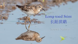 Download the video "Long-toed Stint, 长趾滨鹬, 長趾濱鷸, Calidris subminuta, ヒバリシギ, KEDIDI-KERDIL JARI PANJANG"