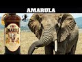 Amarula Cream Marula Fruit Liqueur Review