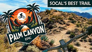 Palm Canyon Epic Guide