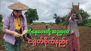 ကိုနေဝေးတို့ ငရုတ်စိုက်ကြတဲ့ နေ့