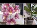 My Secrets Of Caring For Orchids That Grow By Leaps And Bounds