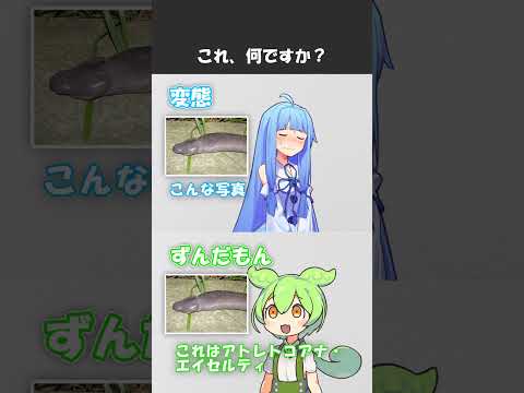 変態をあぶり出す質問その305 #shorts #ずんだもん #voiceroid劇場 #アニメコント