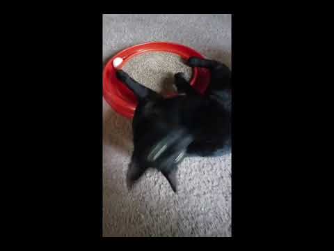 Bombay cat playing. In addition to following me around meowing loudly, this is what he does all day