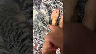 Download lagu @titikoontiktok: Titiko is getting crazyyyyy my kitty cat is funny . #cat  #catlover #kitty mp3