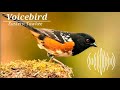 Eastern Towhee Bird Sound Call