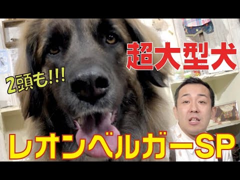 Ein Portrait eines Landseer