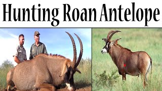 Hunting Roan Antelope in Africa. African hunting at it's best.