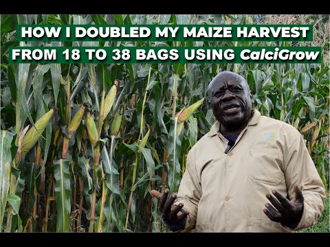 How I Doubled My Maize Harvest from 18 to 38 Bags Using CalciGrow!