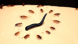 WHAT IF THE 100 HUNGRY COCKROACHES SEES LEECH? LEECH VS 100 COCKROACHES