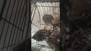 Download lagu Anakan Tledekan Bakau #tledekan #tledekanbakaugacor mp3