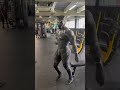 Black Panther Routine Which Country Are You Reporting From
