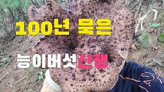 능이버섯산행 능이 채취하시는 올바른 방법이 내년 주변에 또 나온다 100년 묵은 능이산행