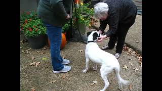 Video preview image #1 Pointer-Unknown Mix Puppy For Sale in Enfield, CT, USA