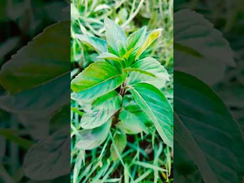 フィールドミント 植物