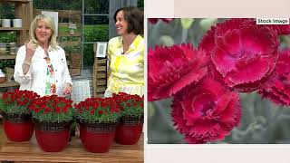 Cottage Farms 4-Piece Electric Red Dianthus Live Plants on QVC