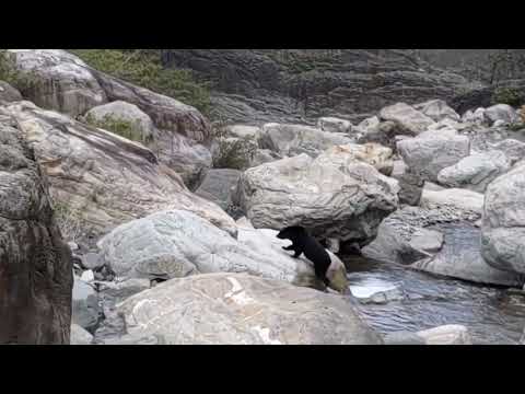 臺灣黑熊用餐飽足後過溪離開