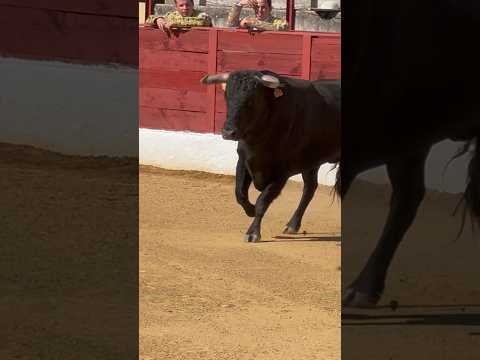 ¡Va toro! 🔥 #toros #salida #bull #viral #tiktok #popular
