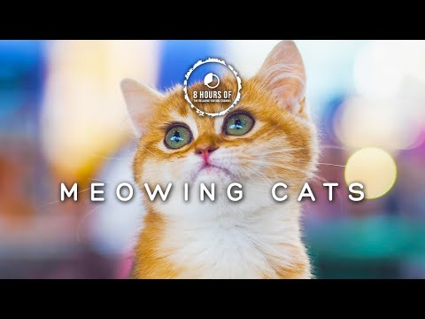 8 hours of cat noises to make cats happy | cat meowing to attract cats | cat sounds to attract cats