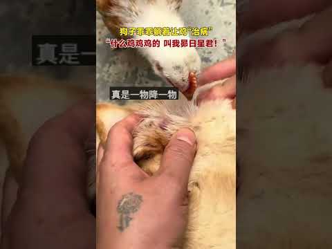 狗子乖乖躺著讓雞“治病”，“什麼雞雞雞的，叫我昴日星君”