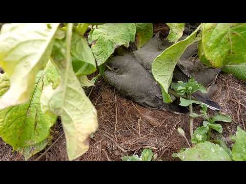 Motacilla alba (White wigtail / Baltā cielava) babies