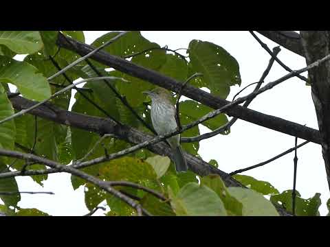Bulbul svetlobruchý (Ixos malaccensis) — spev a hlas v prírode