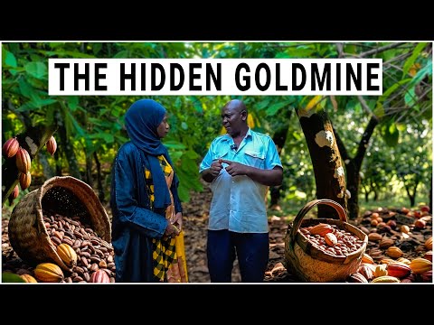 The Untold Wealth in Cocoa Farming - Why Ugandans Are Cashing In!