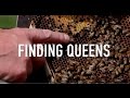 Finding Queens