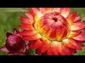 Rare Bi Color Dahlia Flower Bloom Stunning Garden Flower Seasonal Plant Beauty