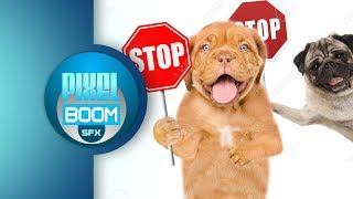 2 HRS Anti Dog Ultrasonic Sound Stop Dog Barking Bark Control Keep a Dog Out of Garden