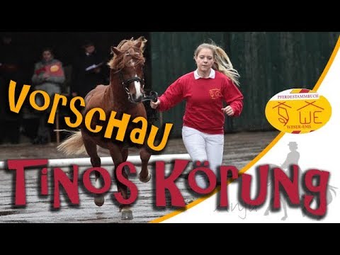 Ausschnitte aus Tinos Körung in Vechta