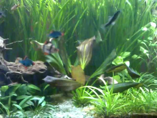 fish tank acquario barbus tetrazona coridoras hasemania nana trichogaster