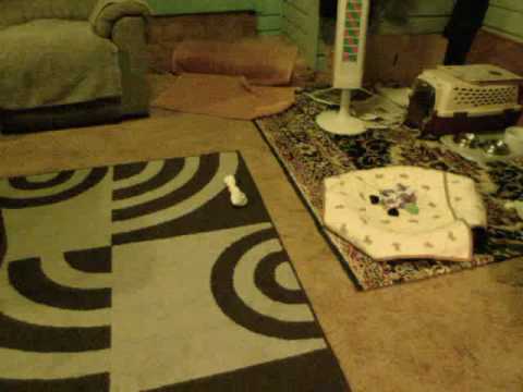 Ratcha puppies playing