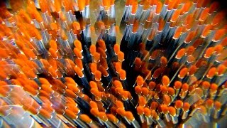 THE ART OF PERCUSSION #1: BARRY ALTSCHUL ANDREW CYRILLE  ANDREA CENTAZZO