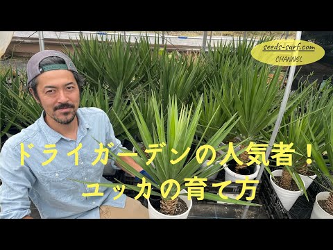 メンテナンスユッカの屋外サイトは一日に数時間太陽にさらされます