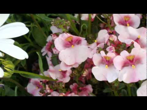 All the pretty flowers