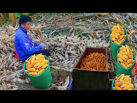 LIVING OFF GRID : Grain Harvest (Corn) Make Pet Food (Ep.01) Village Survival