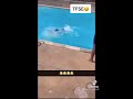 Young guy actively drowning at the pool bringing down multiple people with him