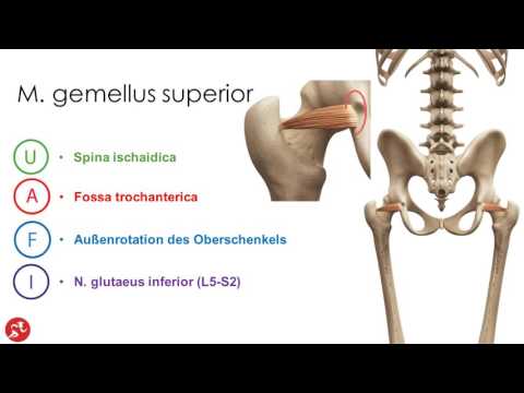 Hüft und Gesässmuskeln