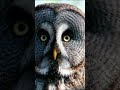 Dangerous Owl Sound Owl Shorts