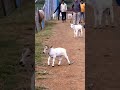 Miniature Cows Farming Punganuru Cow S Farm Smallest Cows Shotest Cows