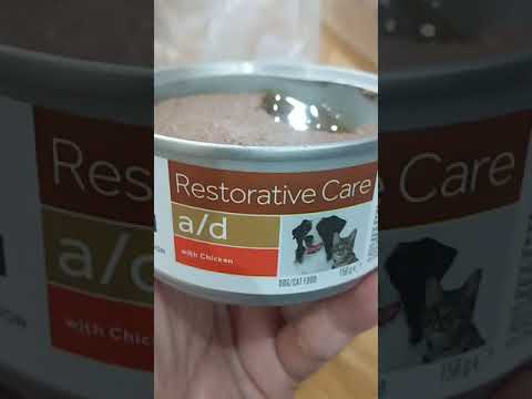 Special Cat Food for Sick Cats