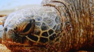 The Cockeyed Mayor of Kealakekau