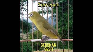 Download lagu Tercepat Kecial Gebokan cc 5 18 Detik mp3 Download lagu Tercepat Kecial Gebokan cc 5 18 Detik mp3
