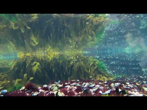 Savage Gear   Sandeel V2