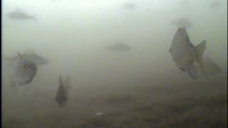 preview picture of video 'Underwater Ice Fishing Camera - Big Green Lake, WI'